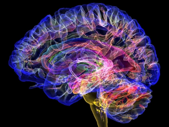 嫩b视频大脑植入物有助于严重头部损伤恢复